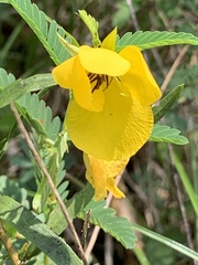 Chamaecrista fasciculata
