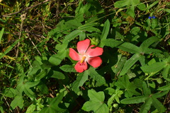 Abelmoschus sagittifolius