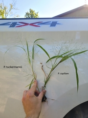 Panicum philadelphicum philadelphicum