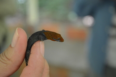 Gonatodes albogularis fuscus