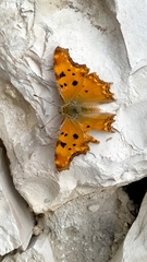 Polygonia egea