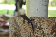 Gonatodes albogularis fuscus