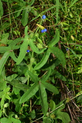 Abelmoschus sagittifolius