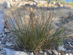 Juncus parryi