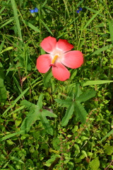 Abelmoschus sagittifolius