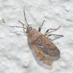 Rhyparochromidae