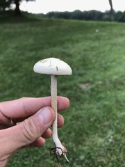 Agrocybe