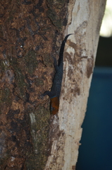 Gonatodes albogularis fuscus