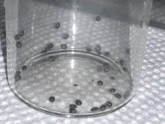 Ixodidae