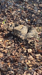 Heterodon platirhinos