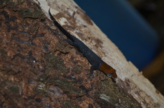 Gonatodes albogularis fuscus