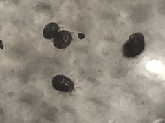 Ixodidae