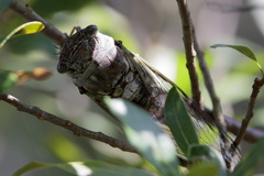 Cicadoidea