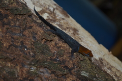 Gonatodes albogularis fuscus