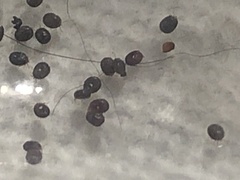 Ixodidae