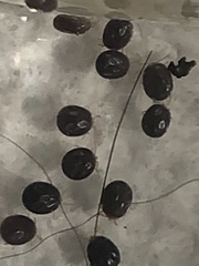 Ixodidae