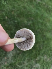 Agrocybe