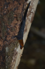 Gonatodes albogularis fuscus