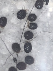 Ixodidae