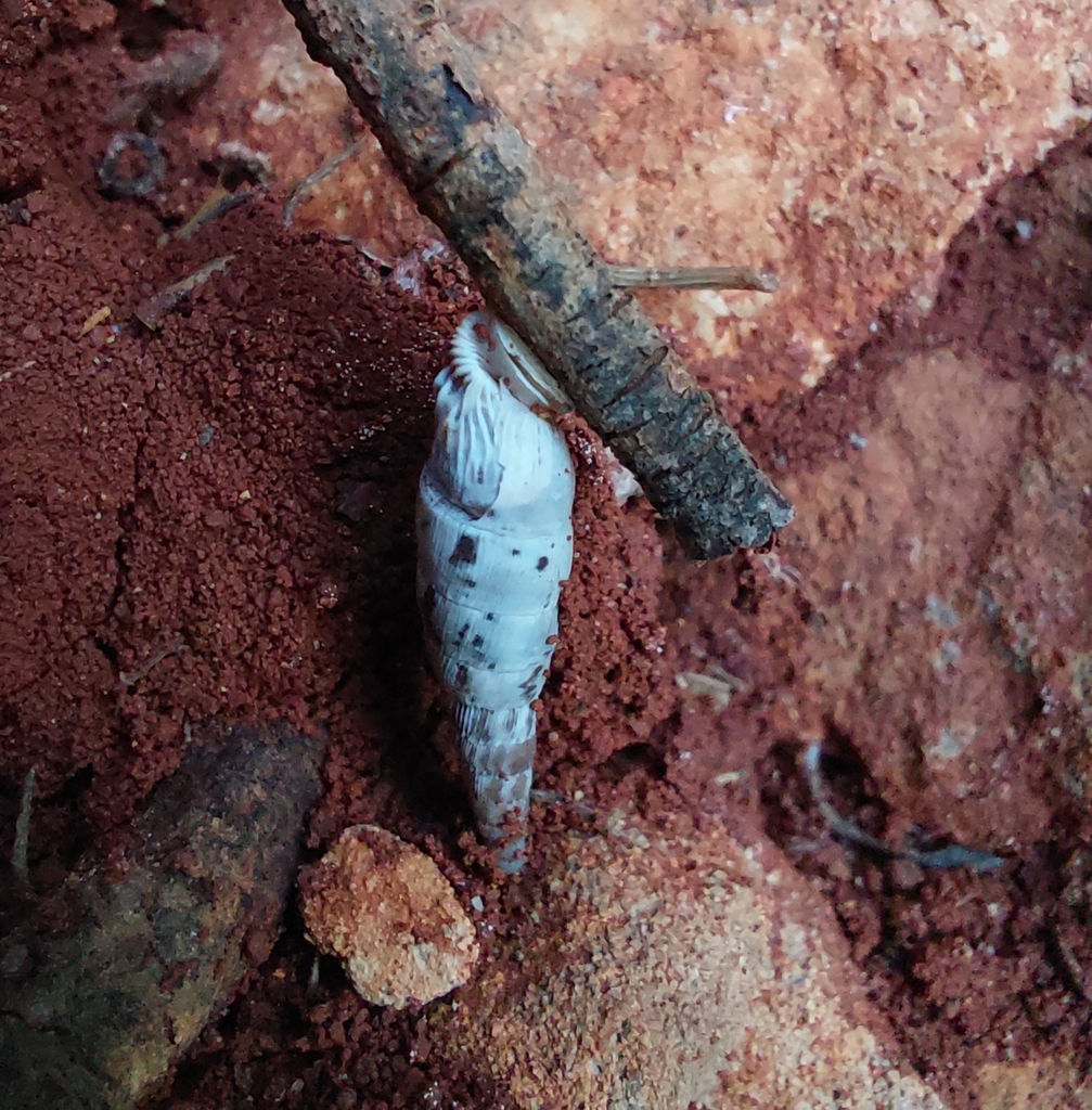 Kytherean White-Door-Snail