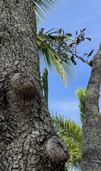 Anolis equestris