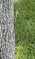 Anolis equestris