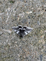 Catocala relicta