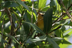 Setophaga discolor