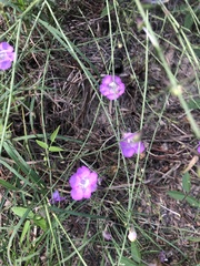 Agalinis strictifolia