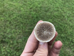 Agrocybe