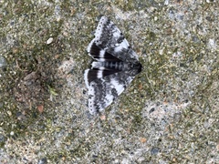 Catocala relicta