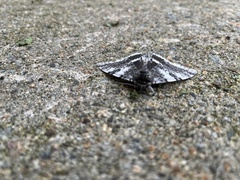 Catocala relicta