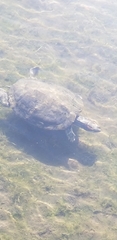 Trachemys scripta elegans