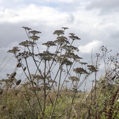 Heracleum mantegazzianum