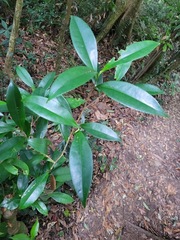 Pyrenaria microcarpa