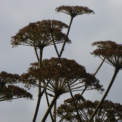 Heracleum mantegazzianum