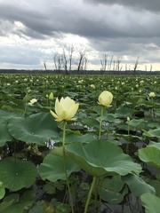 Nelumbo lutea