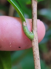 Pyrenaria microcarpa