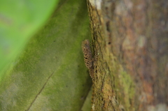 Gonatodes albogularis