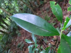 Pyrenaria microcarpa