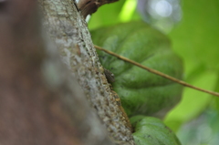 Gonatodes albogularis