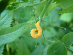 Puccinia