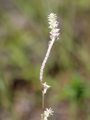 Froelichia floridana