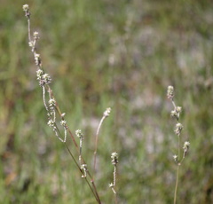 Froelichia floridana