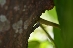 Gonatodes albogularis