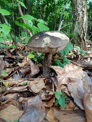 Leccinum variicolor