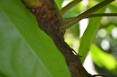 Gonatodes albogularis