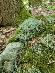 Cladonia furcata