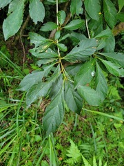 Lindera erythrocarpa