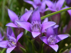 Gentianella columnae